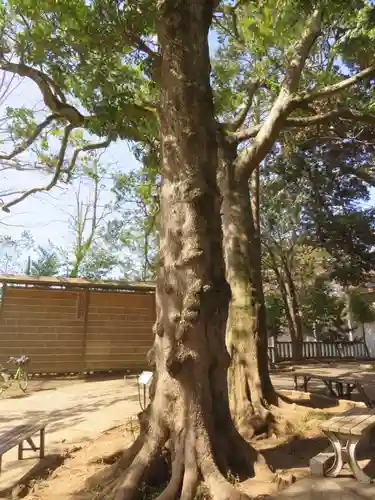 大宮・大原神社の自然