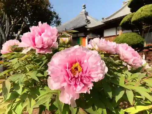 真言宗　善通寺派　薬王寺(香川県)