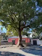 日吉浅間神社(静岡県)