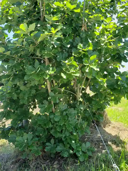 家栄神社の自然