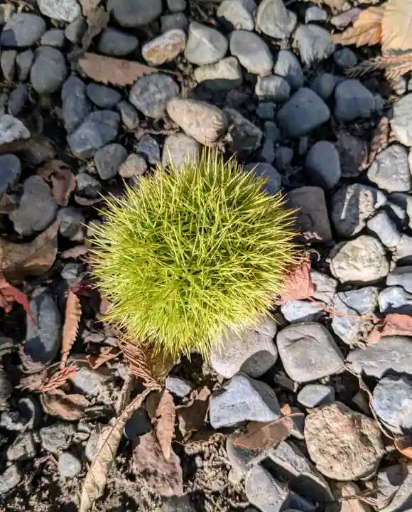松本神社(長野県)