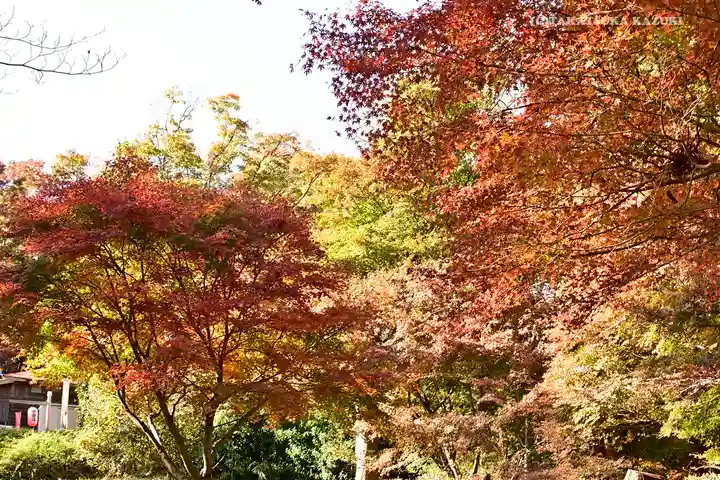 高尾山薬王院の自然