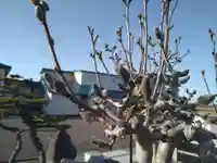 雨竜 専福寺(北海道)