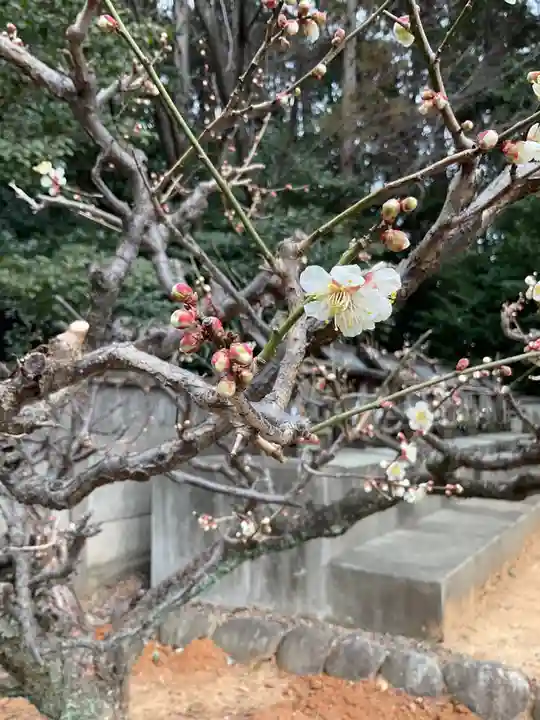 天満天神社の自然