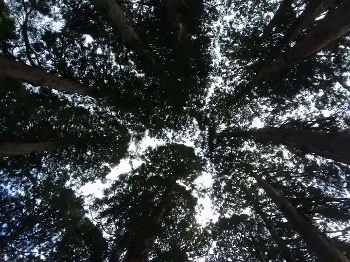 戸隠神社九頭龍社の自然