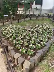 川越八幡宮(埼玉県)