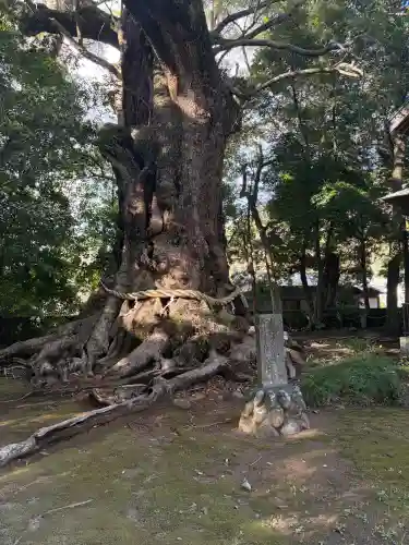 川津来宮神社の{uncategorized: "未分類", other: "その他", undefined: "問題あり", building: "その他建物", grave: "お墓", sacred_gate: "鳥居", guardian: "狛犬", statue: "像", buddha: "仏像", history: "歴史", nature: "自然", garden: "庭園", animal: "動物", pagoda: "塔", temizu: "手水舎", mountain_gate: "山門・神門", sanctuary: "本殿・本堂", subordinate: "末社・摂社", art: "芸術", scenery: "景色", jizo: "地蔵", ema: "絵馬", goshuin: "御朱印", omikuji: "おみくじ", items: "授与品その他", amulet: "お守り", goshuincho: "御朱印帳", eats: "食事", festival: "お祭り", votive_dance: "神楽", shichigosan: "七五三参", wedding: "結婚式", experience: "体験その他", initially: "初詣", around: "周辺", anti_infection: "感染症対策"}
