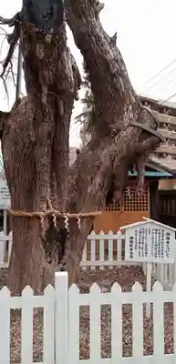 結城神明神社(千葉県)