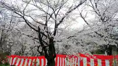 平野神社の自然