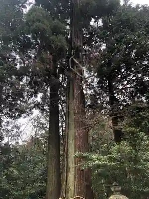 八坂神社・境内社川枯社の自然