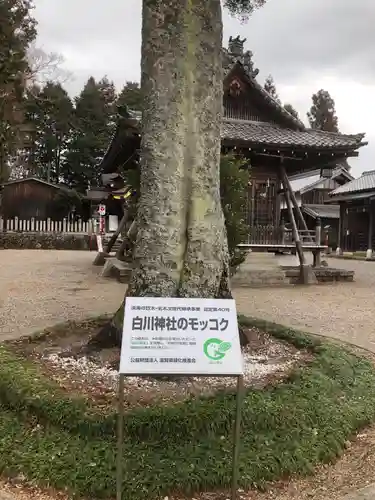 白川神社の自然