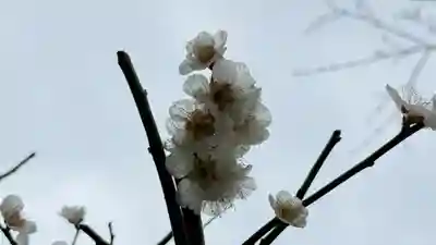 長泉院(埼玉県)