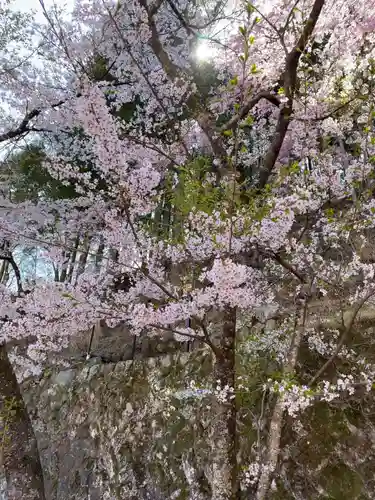 金櫻神社の自然