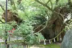 浜松八幡宮(静岡県)