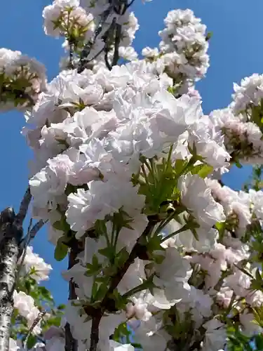 六孫王神社の自然