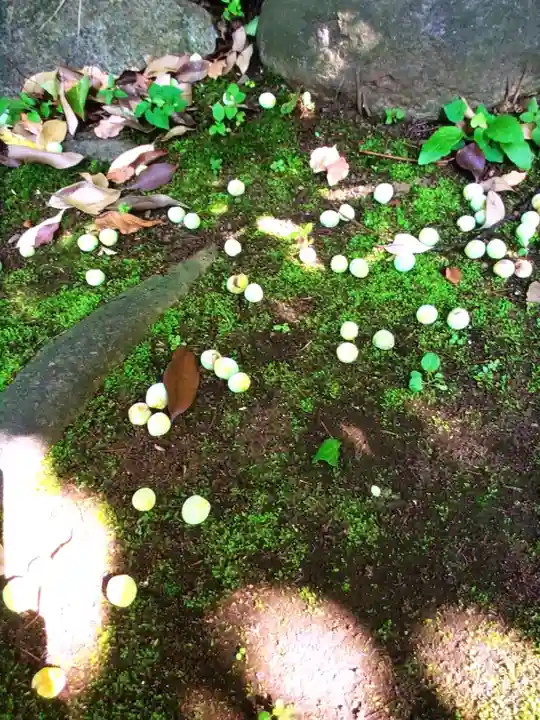 渋谷氷川神社(東京都)