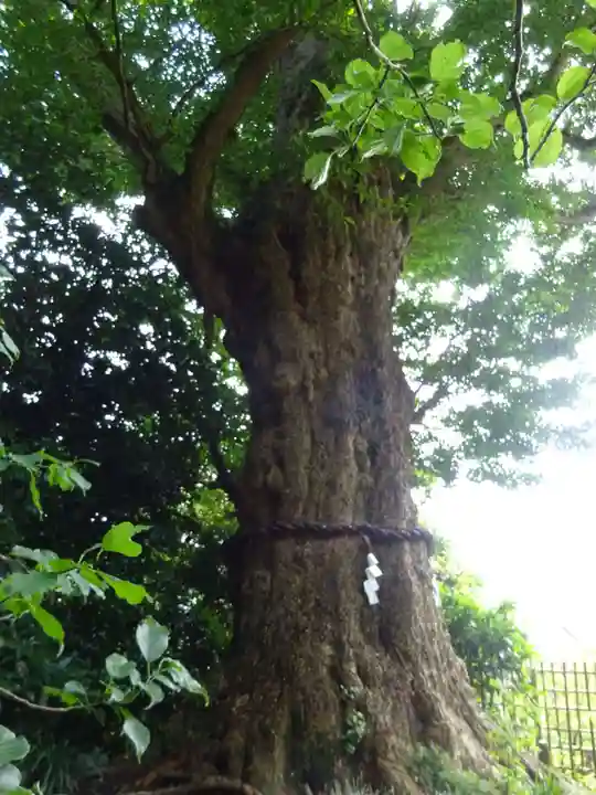 荏柄天神社の自然