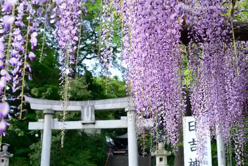 日吉神社の自然
