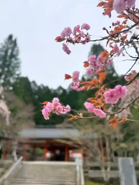 高野山金剛峯寺奥の院の{uncategorized: "未分類", other: "その他", undefined: "問題あり", building: "その他建物", grave: "お墓", sacred_gate: "鳥居", guardian: "狛犬", statue: "像", buddha: "仏像", history: "歴史", nature: "自然", garden: "庭園", animal: "動物", pagoda: "塔", temizu: "手水舎", mountain_gate: "山門・神門", sanctuary: "本殿・本堂", subordinate: "末社・摂社", art: "芸術", scenery: "景色", jizo: "地蔵", ema: "絵馬", goshuin: "御朱印", omikuji: "おみくじ", items: "授与品その他", amulet: "お守り", goshuincho: "御朱印帳", eats: "食事", festival: "お祭り", votive_dance: "神楽", shichigosan: "七五三参", wedding: "結婚式", experience: "体験その他", initially: "初詣", around: "周辺", anti_infection: "感染症対策"}