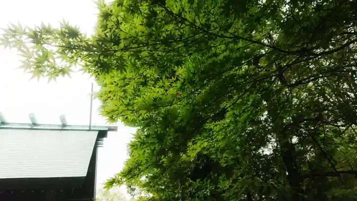 貴船神明社の自然