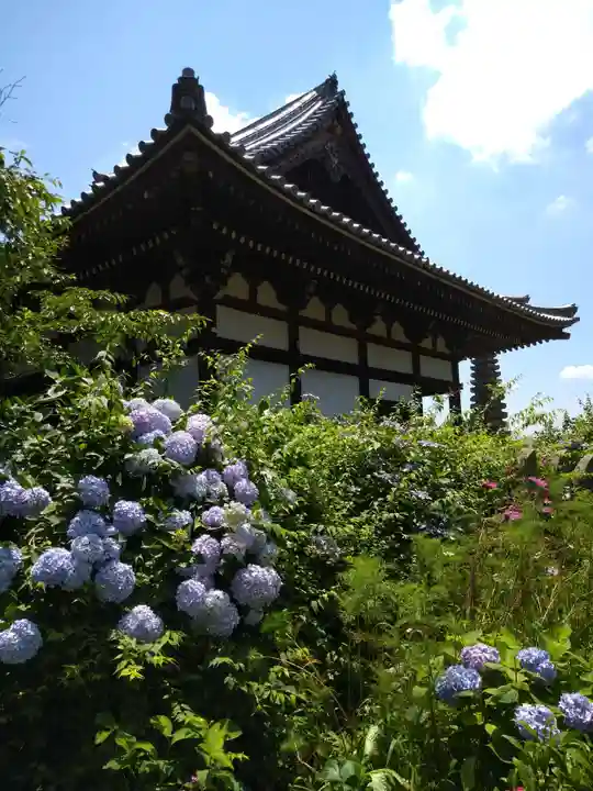 般若寺 ❁コスモス寺❁(奈良県)