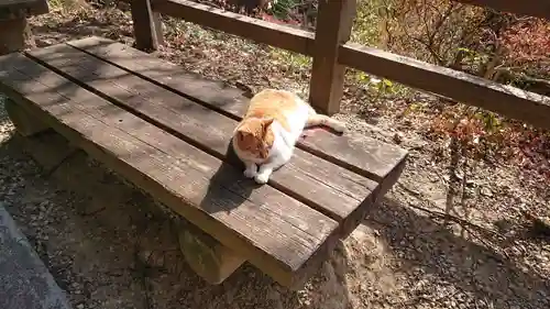 唐澤山神社の動物
