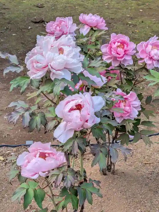 愛染院(東京都)