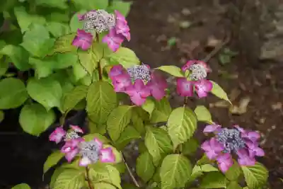 東海市熊野神社の手水舎
