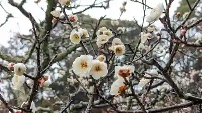 長岡天満宮(京都府)