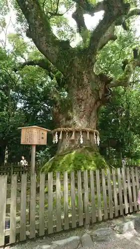 熱田神宮の自然