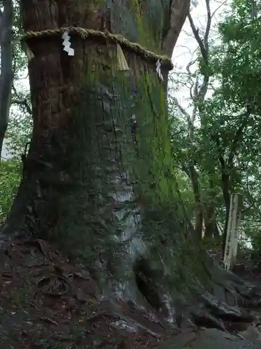 白山比咩神社の自然