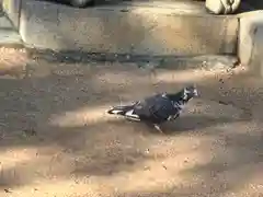 熊野神社の動物