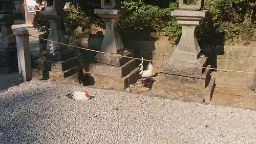 石上神宮の動物