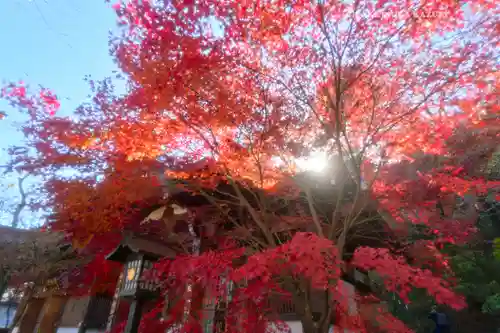 高幡不動尊　金剛寺(東京都)