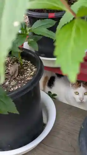 行願寺（革堂）(京都府)