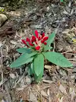 蚊里田八幡宮(長野県)