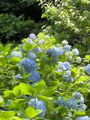 明月院(神奈川県)