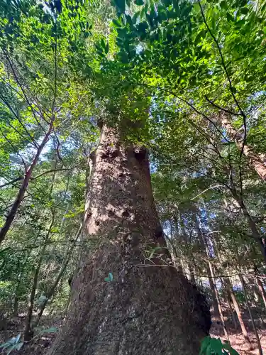 伊勢神宮外宮（豊受大神宮）の{uncategorized: "未分類", other: "その他", undefined: "問題あり", building: "その他建物", grave: "お墓", sacred_gate: "鳥居", guardian: "狛犬", statue: "像", buddha: "仏像", history: "歴史", nature: "自然", garden: "庭園", animal: "動物", pagoda: "塔", temizu: "手水舎", mountain_gate: "山門・神門", sanctuary: "本殿・本堂", subordinate: "末社・摂社", art: "芸術", scenery: "景色", jizo: "地蔵", ema: "絵馬", goshuin: "御朱印", omikuji: "おみくじ", items: "授与品その他", amulet: "お守り", goshuincho: "御朱印帳", eats: "食事", festival: "お祭り", votive_dance: "神楽", shichigosan: "七五三参", wedding: "結婚式", experience: "体験その他", initially: "初詣", around: "周辺", anti_infection: "感染症対策"}