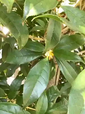 波寄神社の自然