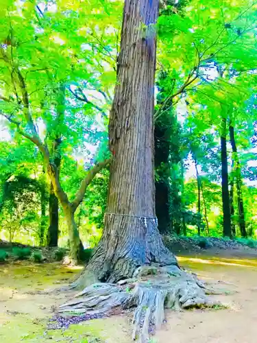 楯縫神社の自然