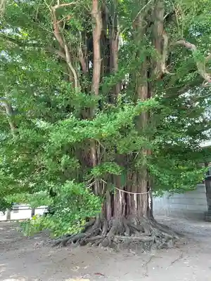 葛飾八幡宮(千葉県)