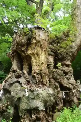 來宮神社(静岡県)