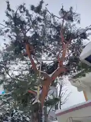 三吉神社の自然