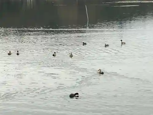 南湖神社の周辺