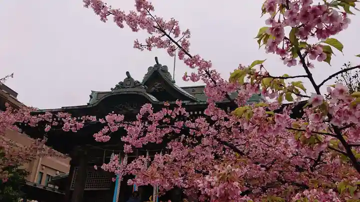 桜神宮の自然