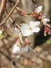 武蔵第六天神社の自然