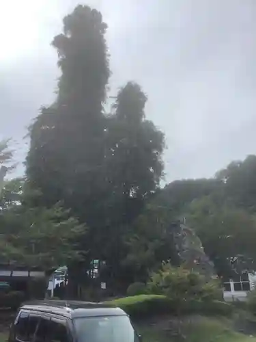 神明神社（石原）の自然