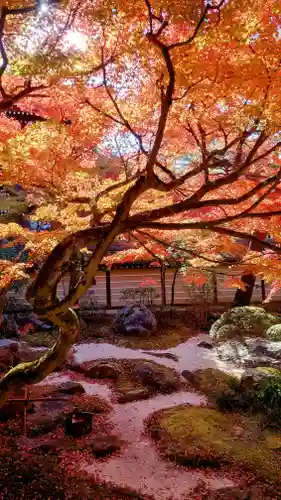 禅林寺（永観堂）(京都府)