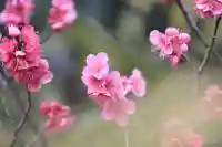 愛宕神社の自然