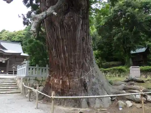 玉若酢命神社の自然